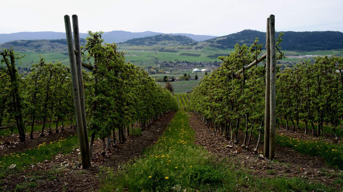 FILE. Okanagan Orchardists are facing more struggles this year. 