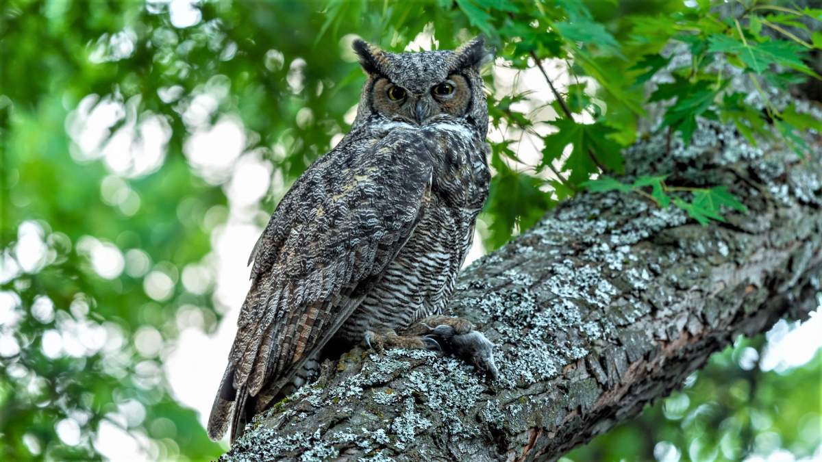 Great Horned Owl With Mouse.