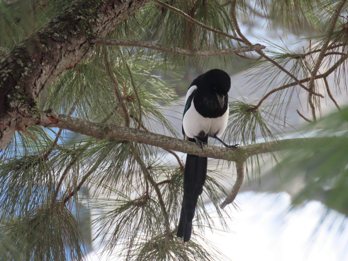 Calgarians one step closer to choosing the city’s official bird - image