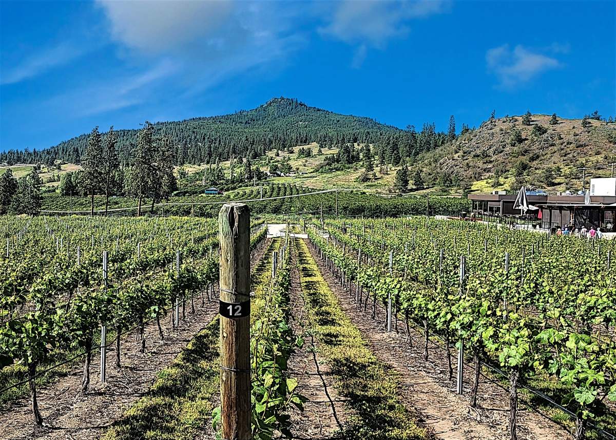 Peak Vineyards Lake Country - Lloyd Niles.