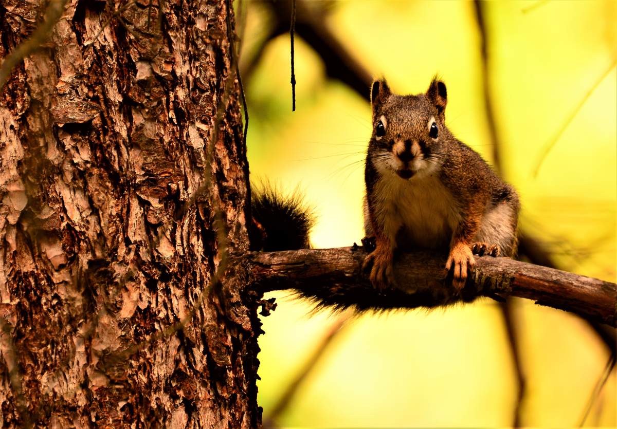 Peterborough police are investigating reports of squirrels being found shot with arrows.