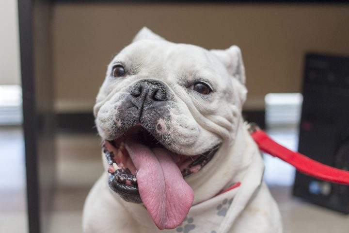 Online visitation with therapy dogs offering comfort during coronavirus pandemic