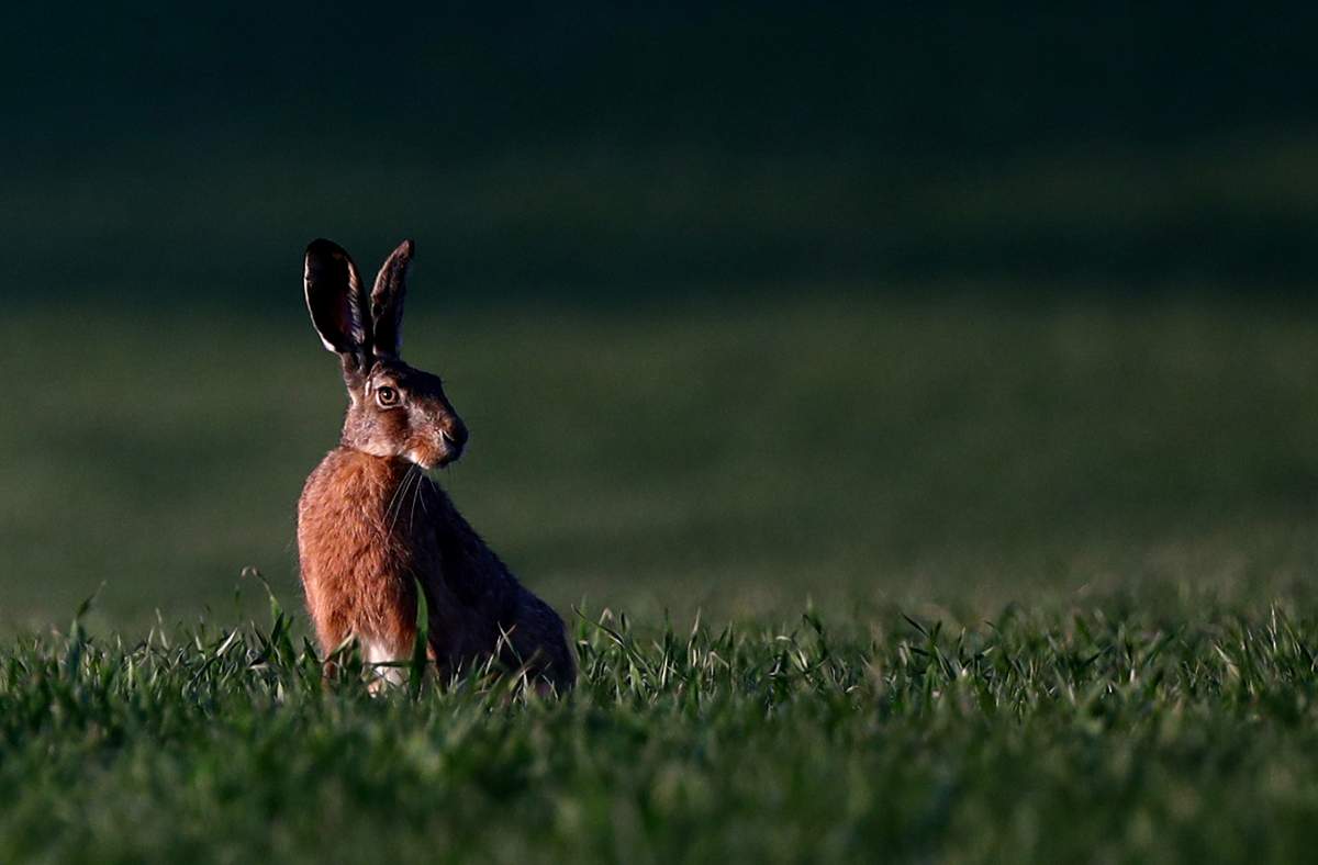 Another death, 14 new cases of COVID-19 in London-Middlesex as Easter Sunday approaches - image