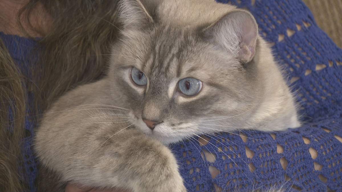 A Calgary non-profit is answering an urgent call from pet owners who are struggling to feed their animals during the COVID-19 pandemic.