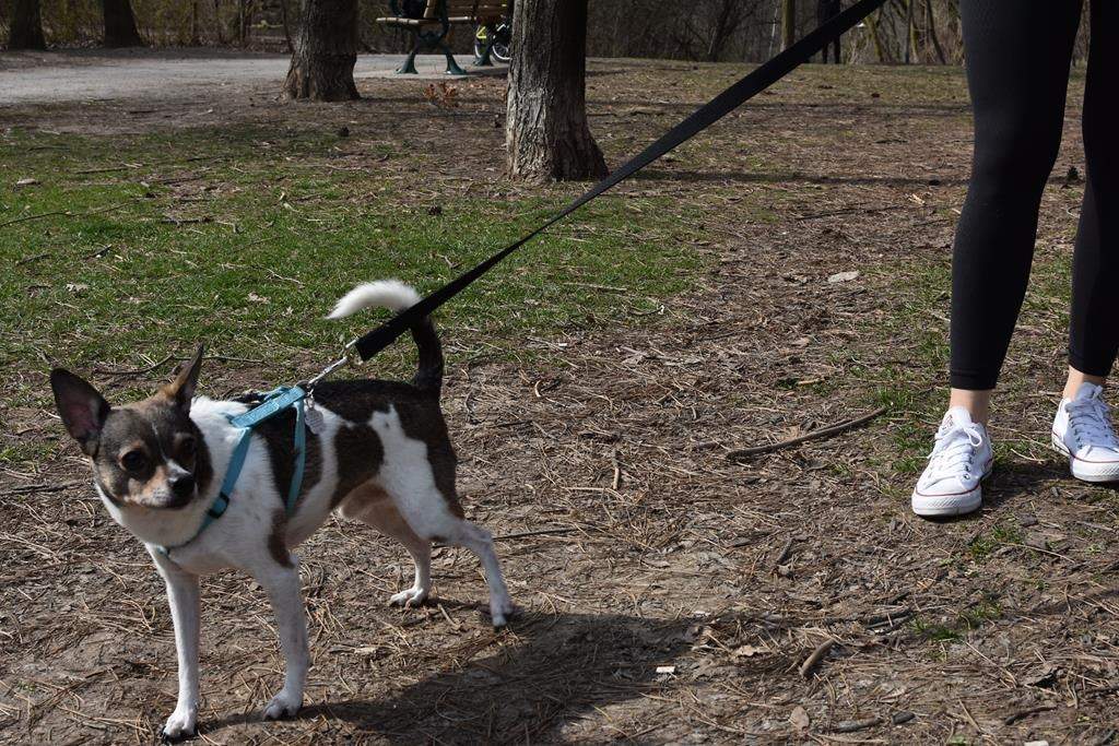 Pet adoption numbers are up in Winnipeg amid the coronavirus pandemic.
