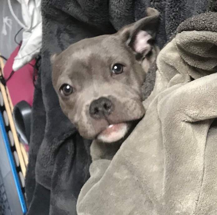 Creek was originally being fostered by a family Brampton, who ultimately decided to adopt him.
