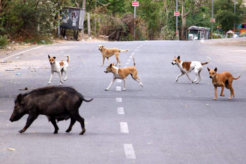 A pack of dogs chases a wild boar in Ajmer, Rajasthan, India on March 26, 2020.