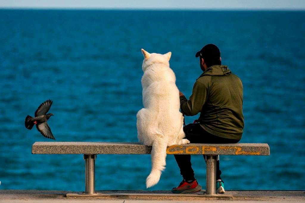 A man sits with his dog on a bench as they watch the Mediterranean sea in Barcelona, Spain, Sunday, April 26, 2020 as the lockdown to combat the spread of coronavirus continues. From Sunday, children under 14 years old will be allowed to take walks with a parent for up to one hour and within one kilometer from home, ending six weeks of compete seclusion. 