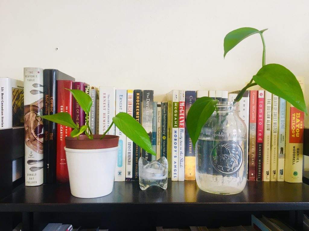 Gardening can help you get through coronavirus isolation — here’s how to start - image
