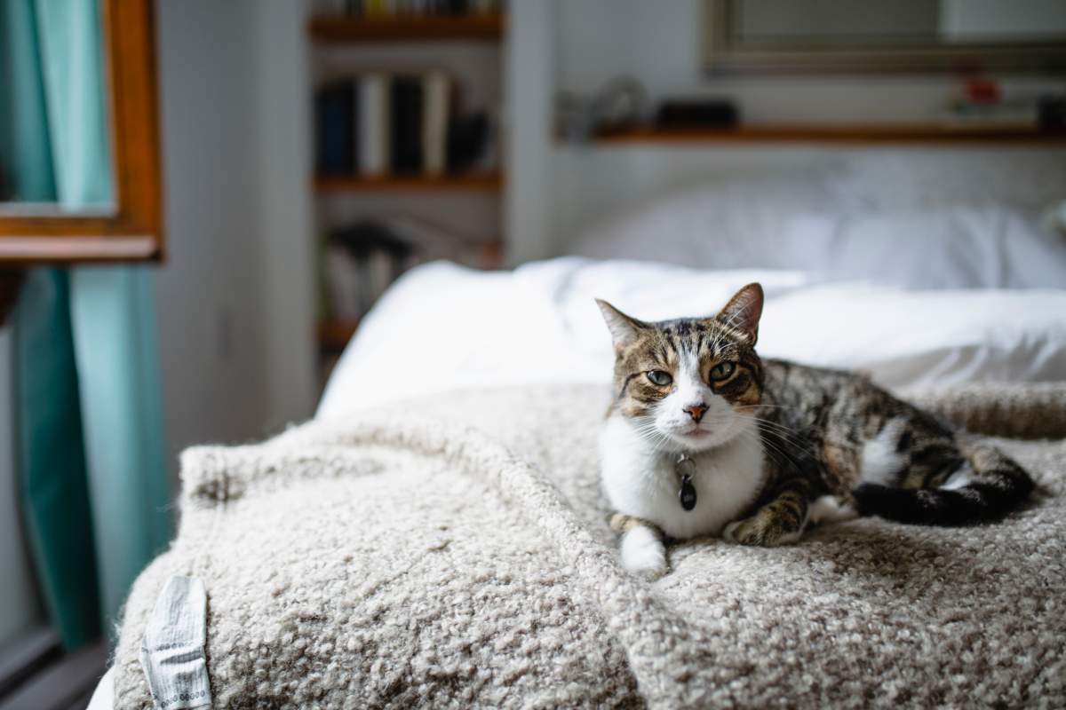 Two cats tested positive for COVID-19 in New York.