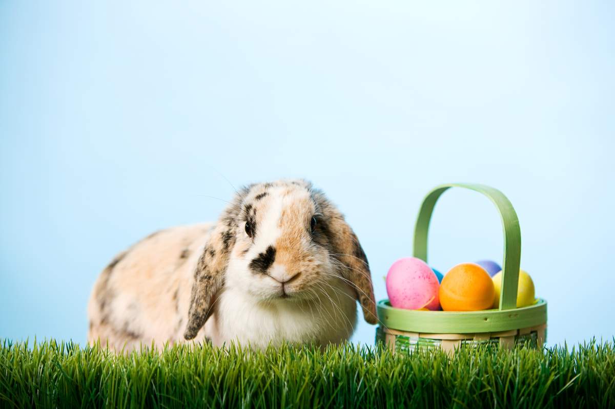 Despite social distancing the Easter Bunny is clear to visit this weekend.