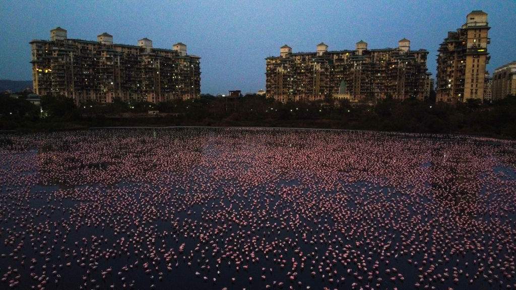Flamingos are seen in huge numbers behind NRI colony in Talawe wetland, Nerul, during nationwide lockdown due to the coronavirus, on April 18, 2020 in Mumbai, India.