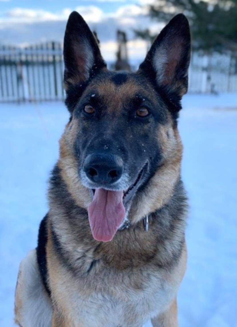 Gina Goulet’s dog Ginger was injured during the shooting but is expected to make a full recovery.