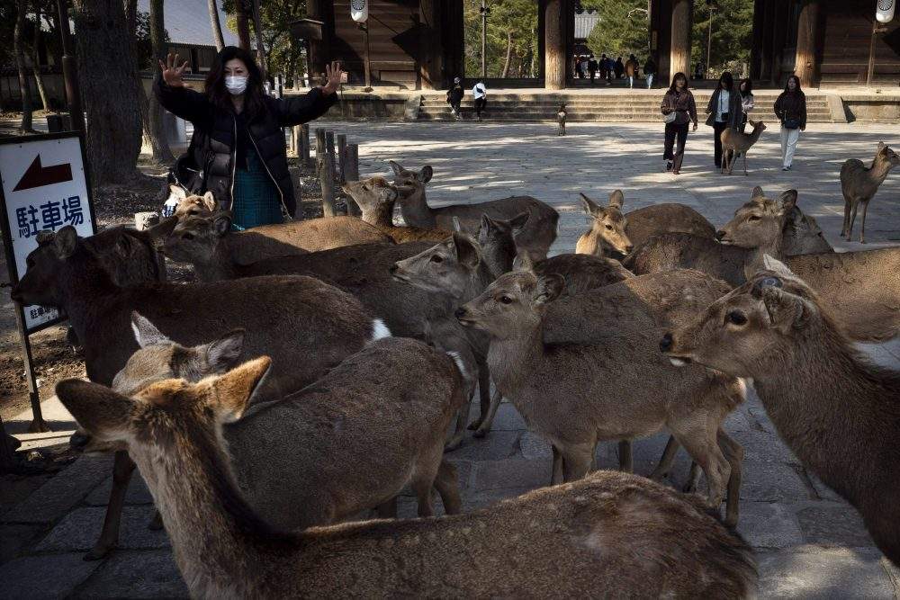 Surrounded by deer, a tourist shows her empty hands after feeding them crackers, treats made mostly with wheat flour and rice bran, near Todaiji temple in Nara, Japan, Tuesday, March 17, 2020.