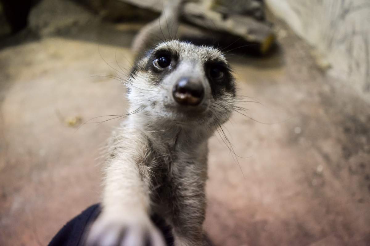 The Assiniboine Park Zoo is finding ways to introduce its animals to Winnipeggers despite social distancing.