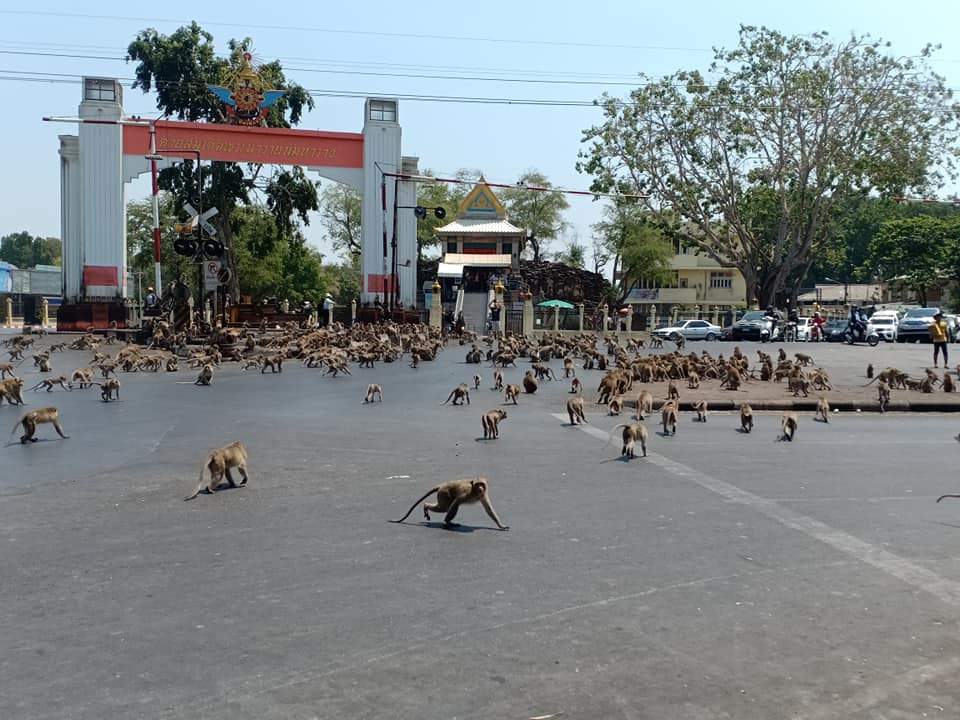 Macaques fight in the streets of Lopburi, Thailand on March 11, 2020.