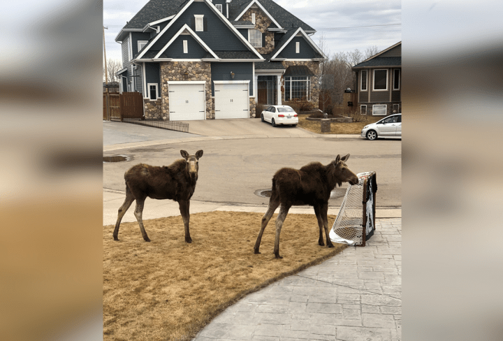 Two young moose were seen wandering residential streets of Saskatoon Thursday morning.