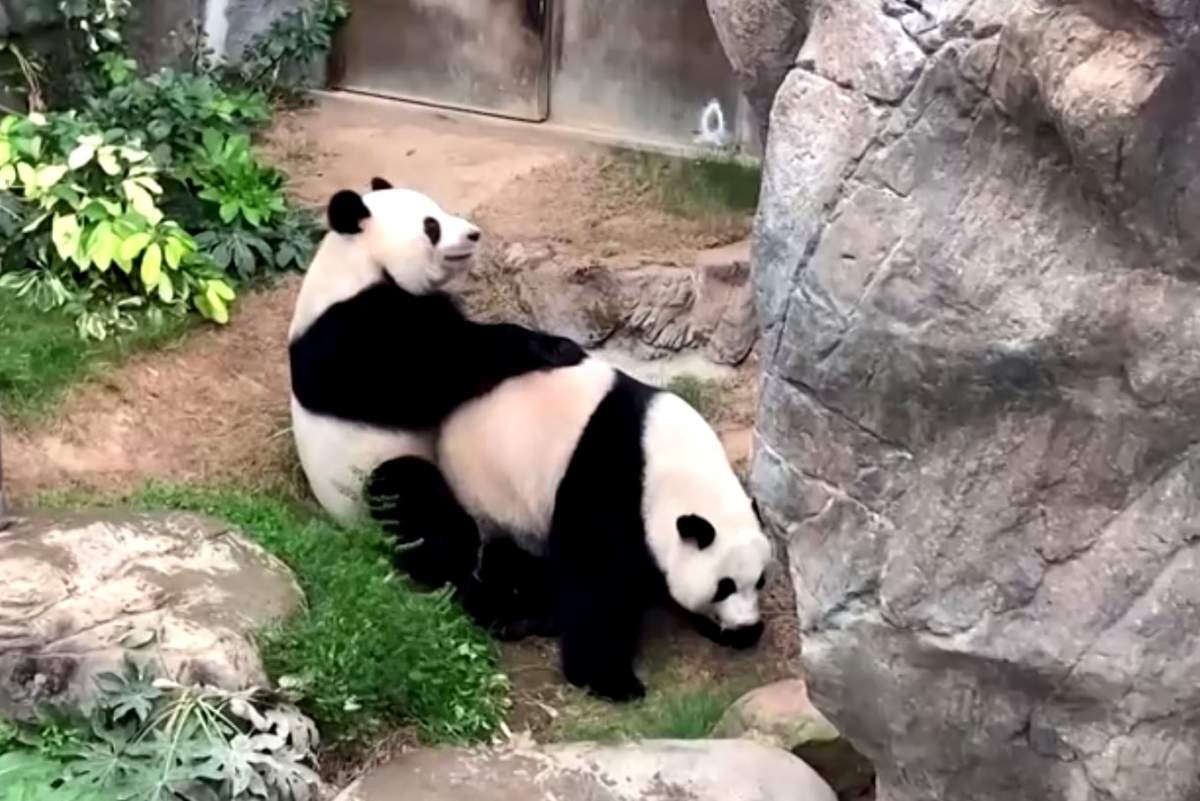 Ying Ying and Le Le, two giant pandas, are shown mating at Ocean Park in Hong Kong on Apr. 6, 2020.