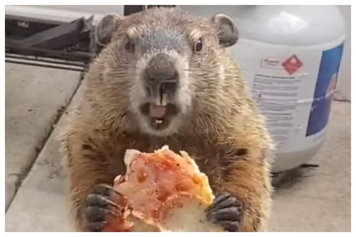 A groundhog eats a slice of pizza outside a woman’s home in Philadelphia, Pa., on April 14, 2020.