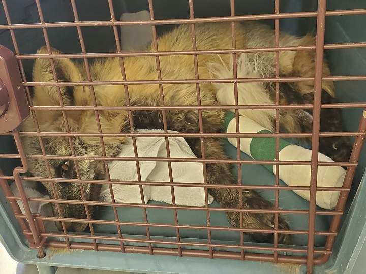 The pregnant fox following surgery to its paw.
