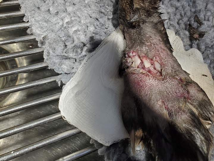 A close-up of the pregnant fox’s injury.