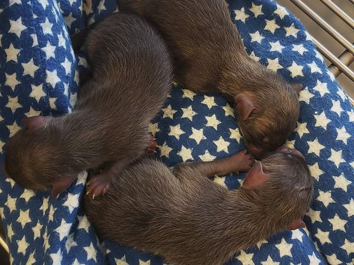 The fox gave birth to four kits, with three surviving, two males and a female.