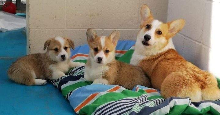 Bonnie (left) and Henry (right) were recently adopted.