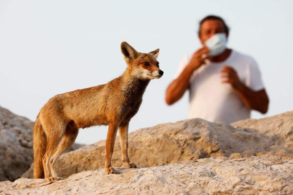 An Israeli man wears a face mask as a red fox boldly stands his ground in the southern Israeli city of Ashkelon on April 20, 2020.