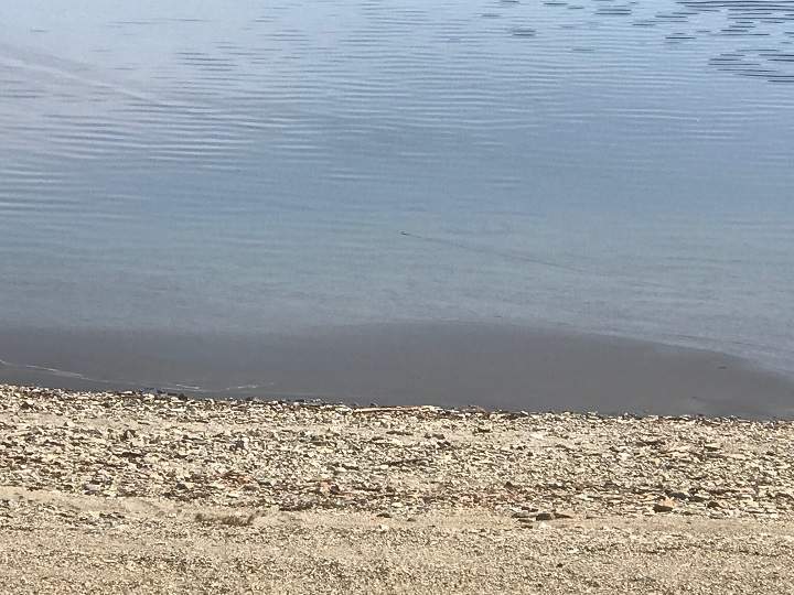 Another view of the suspected blue-green algae bloom.