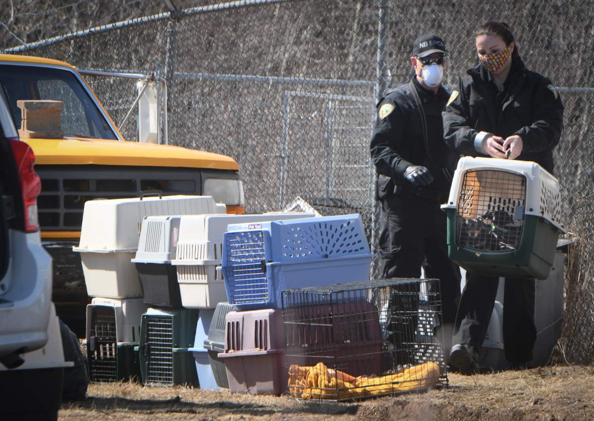 NB SPCA animal control officers seized over 60 dogs from a property in Escuminac, N.B. Tuesday.