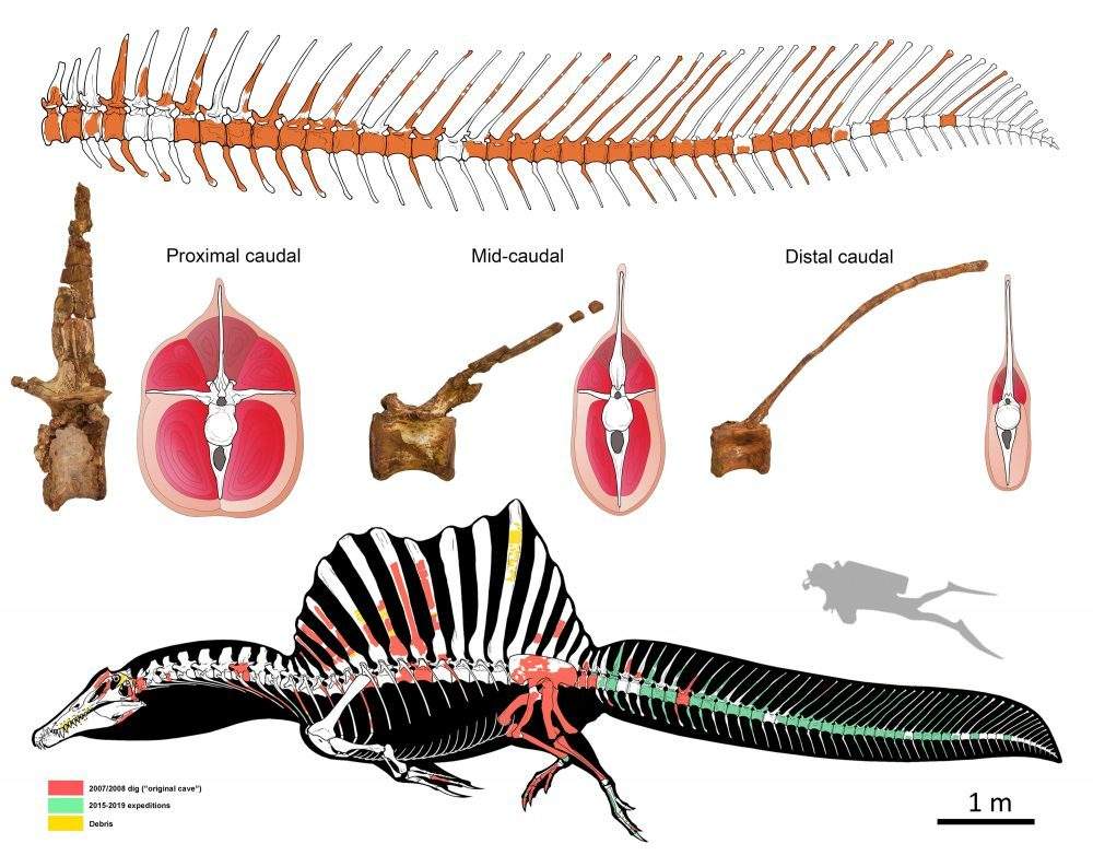 This diagram shows a reconstruction of the tail skeleton of spinosaurus, with missing bones shown in white.