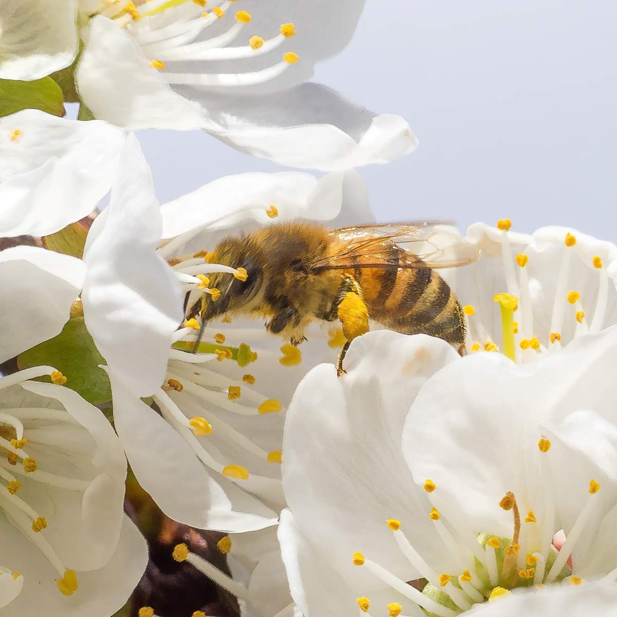 Researchers at the University of Lethbridge are recieving a government grant to study the relationship between the health of queen bees and the success of their colonies.