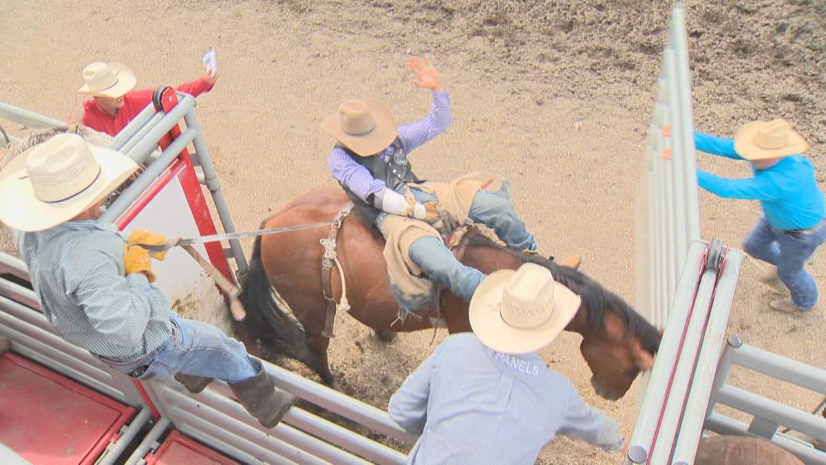 The annual stampede in Morris, Man., won't be taking place in 2020 due to the coronavirus pandemic. 