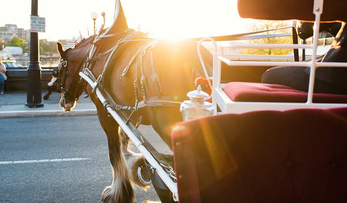 Tally-Ho Carriage Tours have been operating in Victoria B.C. since 1903.
