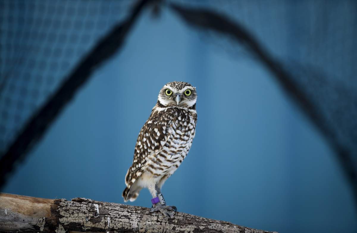 A burrowing owl is seen at the Calgary Zoo on Friday, Jan. 25, 2019.