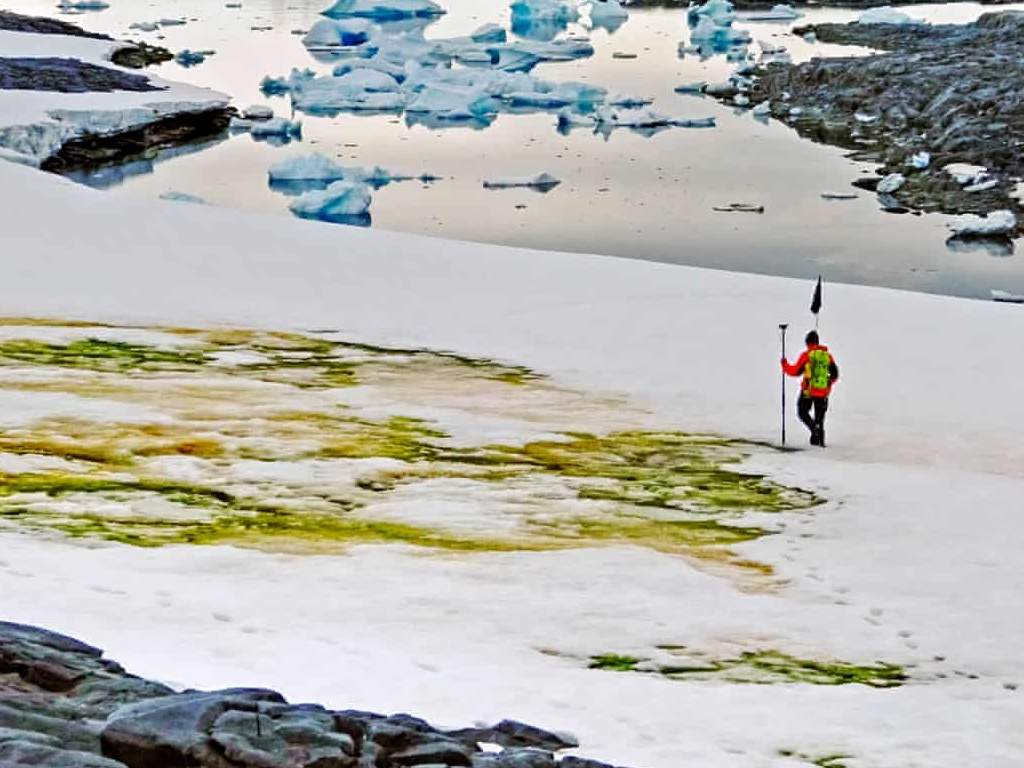 Climate change is turning parts of coastal Antarctica green, according to University of Cambridge scientists.