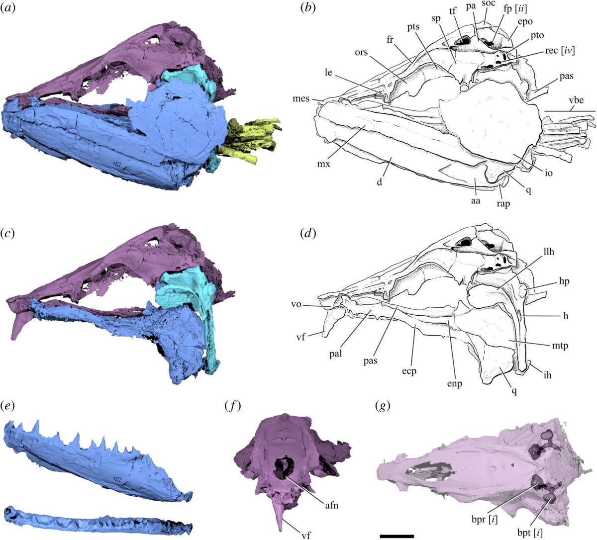 A diagram of the Clupeopsis straeleni skull.