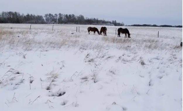 Strathclair, Manitoba.