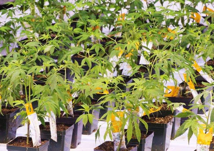 Cannabis seedlings at the new Aurora Cannabis facility in Montreal on November 24, 2017. 