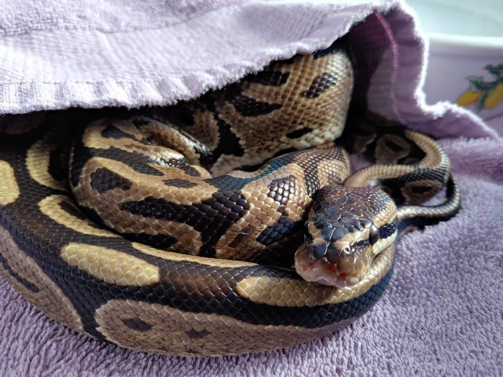 The snake was found apparently abandoned in Surrey's Tynhead Park on Thursday.
