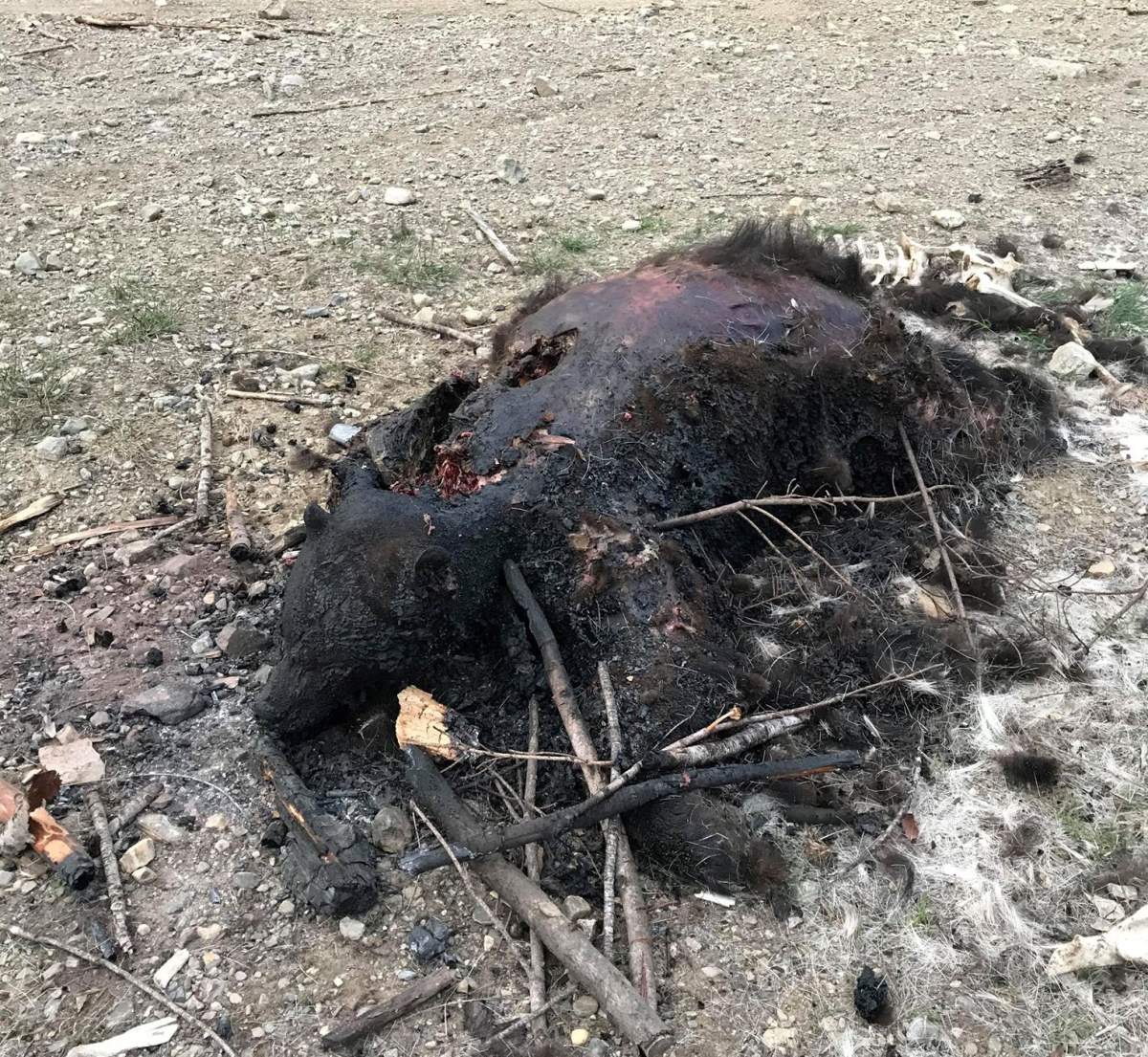 Reward offered after black bear killed, dumped, burned in B.C. Interior - image