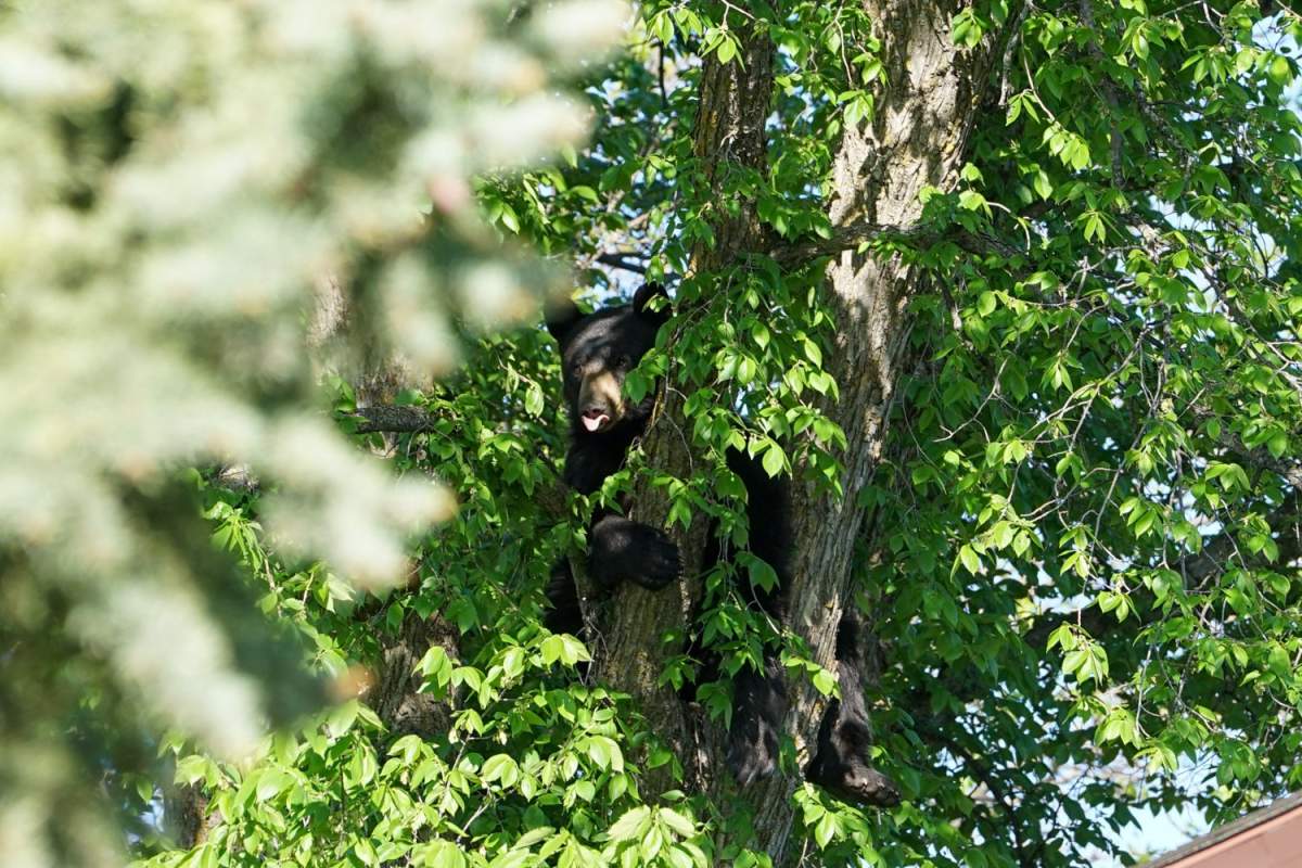 The Charleswood bear plays with the crowd as it remained in a resident's tree late into the afternoon Saturday.