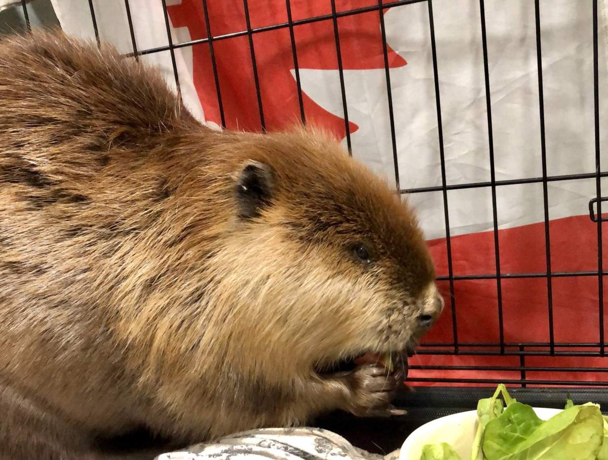 The beaver found wandering on Broad Street in Regina on May 2 has been released into the wild. 