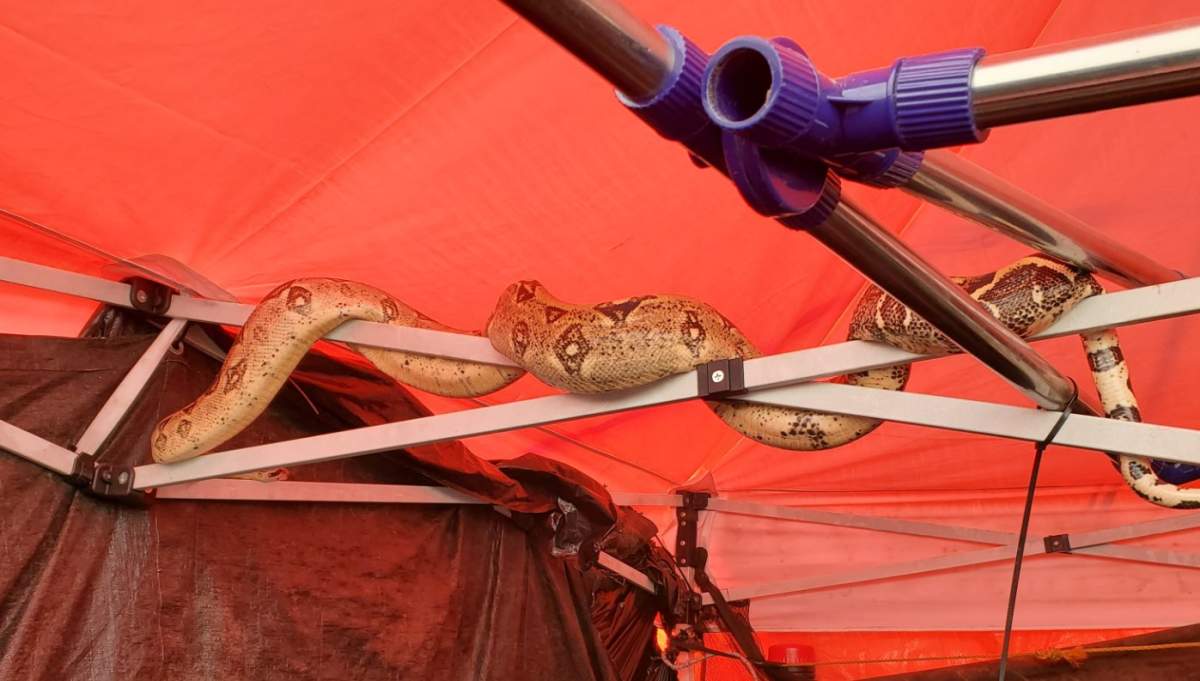 Police found this snake in Oppenheimer Park while responding to a call about a man with a machete. 