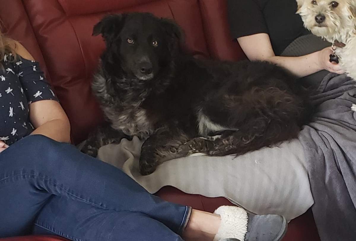 Stray Dog in Moose Jaw finds forever home thanks to the Pandemic and another furry friend.
