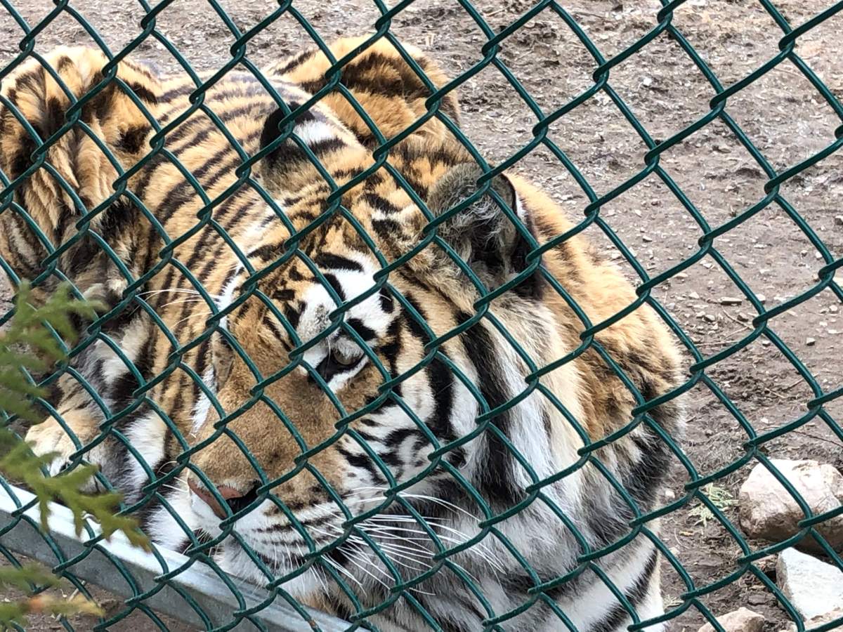 Officials say there has been a "worrying'' rise in the number of COVID-19 cases in North American zoos, especially among large felines such as lions and leopards.
