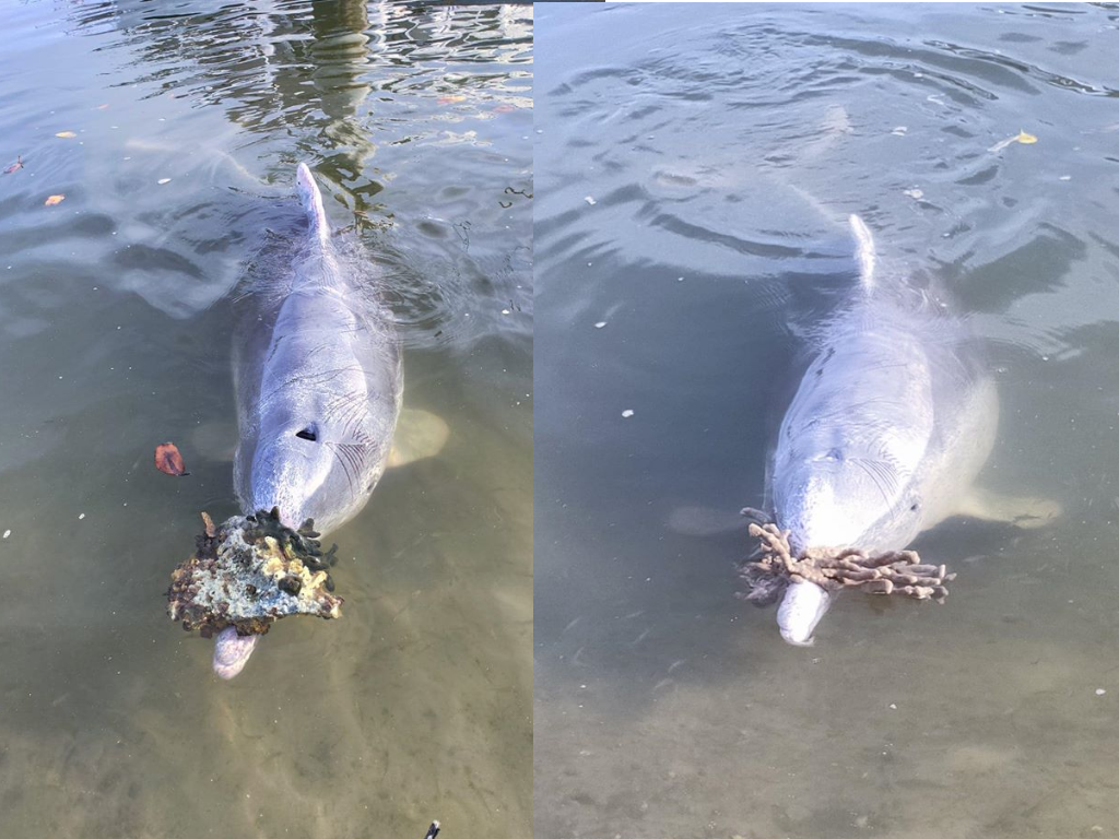Queensland dolphins have been bringing their human friends gifts at Barnacles Café & Dolphin Feeding.