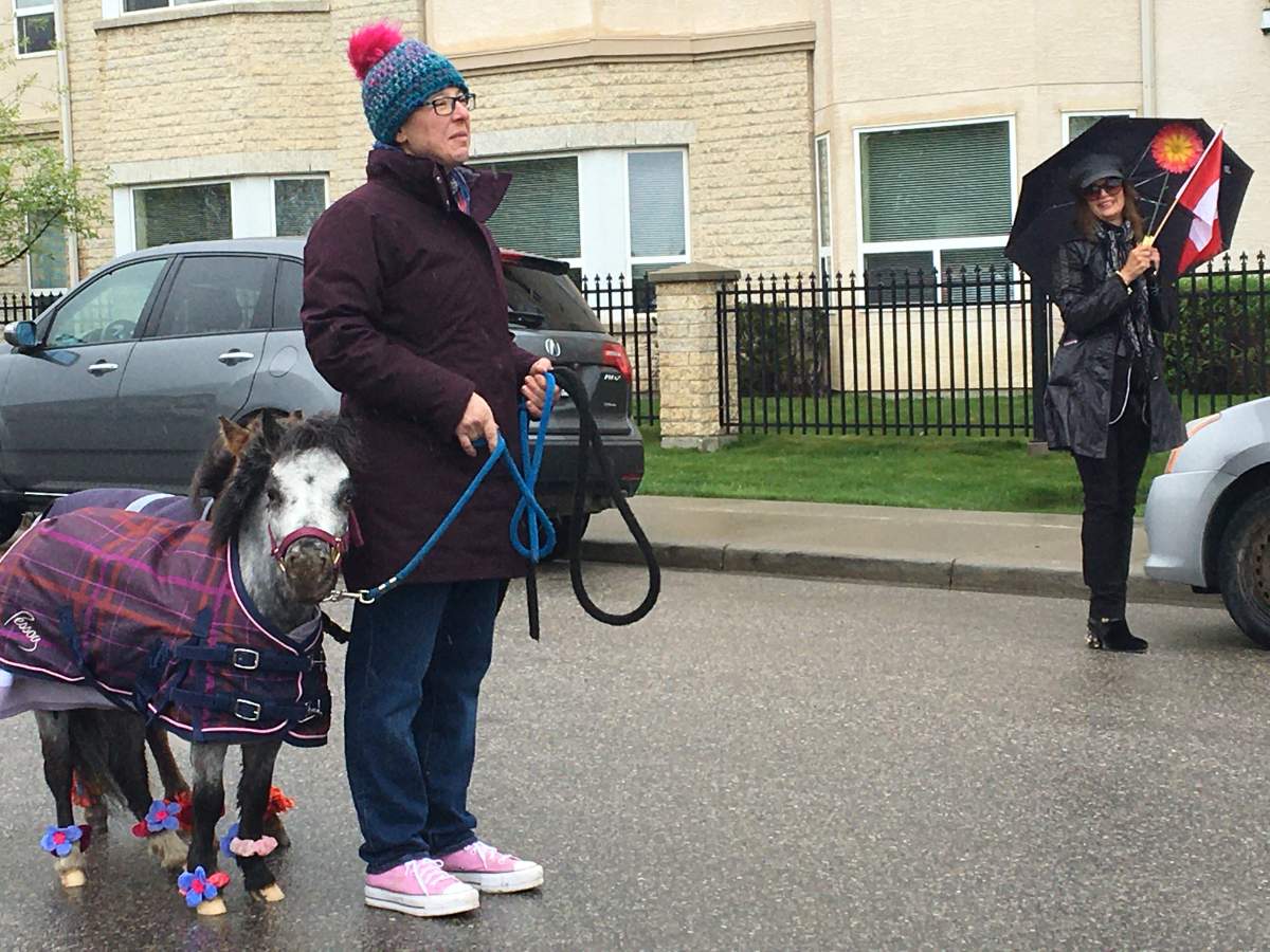 Miniature horses for Dorothy’s birthday.
