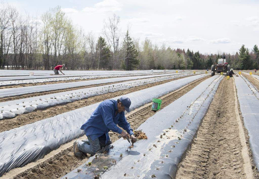 A temporary foreign worker from Mexico plants strawberries on a farm in Mirabel, Que., Wednesday, May 6, 2020. A coalition of agriculture groups say New Brunswick's ban on temporary foreign workers is putting an already strained food system on the verge of collapse. THE CANADIAN PRESS/Graham Hughes.