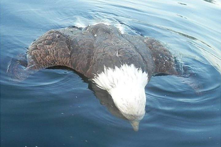 A dead bald eagle is shown floating on Highland Lake in Maine on July 26, 2019.